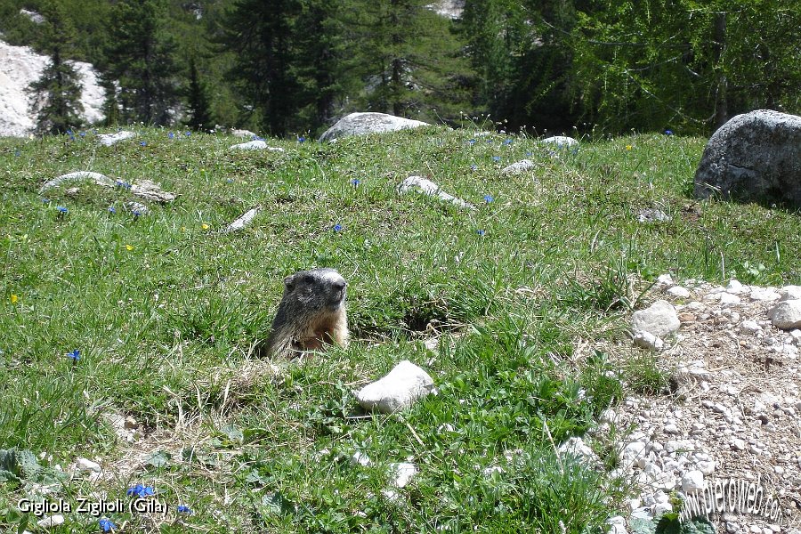 03 Marmotta timida.jpg